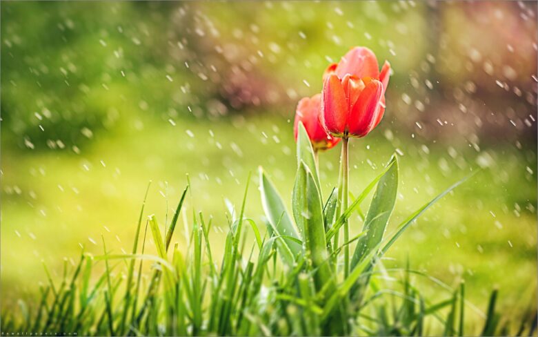 Download Rain Wallpapers 4K, Wash Away All Troubles