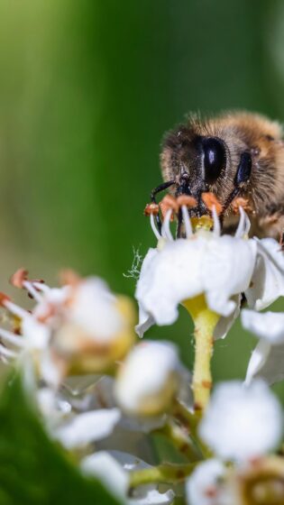 Spring Wallpapers HD With Stunning Beauty, [Own It Now]