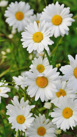 Spring Wallpapers HD With Stunning Beauty, [Own It Now]